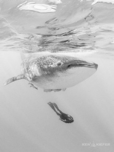 Freediver underneath a whale shark
off Isla Mujeres, Mexico by Ken Kiefer 